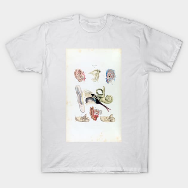 Vintage Anatomy of the Human Ear T-Shirt by pdpress